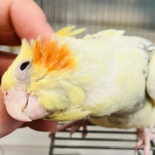 甘々♡触れ合うほどにデレデレに。。。オカメインコ(パールパイド)