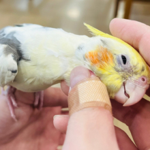 なんだかんだでなでなでが好き〜🥰オカメインコ(パイド)