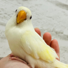 レモンホイップ🍋🍦美コザ♡コザクラインコ(クリームルチノー) ヒナ