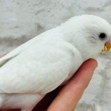 【最新画像更新🪄】表情豊か🫧にっこり笑顔がキュートな子♡セキセイインコ(ダブルファクター) ヒナ