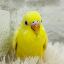 【最新画像更新🪄】元気もりもり！やんちゃっ子‪☆セキセイインコ(クリームルチノー) ヒナ