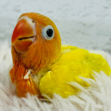 【最新画像更新🪄】出会えたら幸せ♬*°太陽みたいな子☀️ヤマブキボタンインコ(イエロー) ヒナ