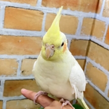 ✨３／９更新✨③本当は…ちょっと甘えたいの🈂️♡オカメインコ（ルチノー/2024年9月生まれ）