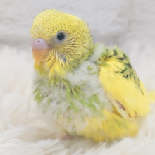 まるっところんっと癒し系‪◎セキセイインコ(パイド) ヒナ