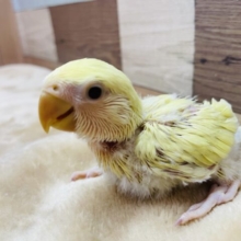コザ⭐️スマイルが可愛いんですっ😍コザクラインコのシナモン系❣️