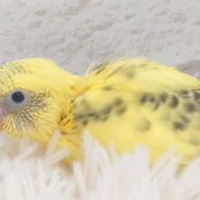 ハチさんみたいなカラーです🐝⋆゜セキセイインコ(ハルクイン) ヒナ