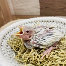 シルバーのお色が美しすぎます〜🤩シルバーイノ文鳥‼️
