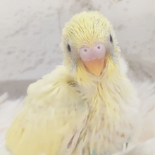 フレッシュレモネード🍋 .*゜セキセイインコ(クリームハルクイン) ヒナ
