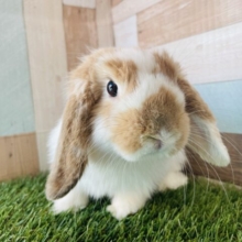 最新画像あります✨とろ〜んと垂れたお耳がかわいい〜んですっ🥰ホーランドロップのブロークン！！