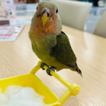 【動画更新🪄ひとり餌‪になりました☆】わたっ子🐣可愛い可愛いオリーブちゃん🫒コザクラインコ(オリーブ) ヒナ