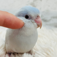 【最新画像・動画更新🪄ひとり餌になりました！】淡々🫧どこから見ても美しい💖マメルリハ(コバルトダイリュートファロー) 男の子 ヒナ