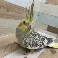 ✨3/22更新✨ジャギジャギヘアー🤘😎イケイケだよねぇ？⭐️⸝⸝꙳オカメインコ（パール/2024年4月中旬生まれ)