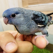 最新画像あります⭐️ジワジワとハートの自由奪ってあげるっ💙サザナミインコのコバルト❣️