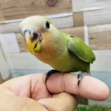 かまってアピールが可愛すぎますっ😍コザクラインコのノーマル❣️