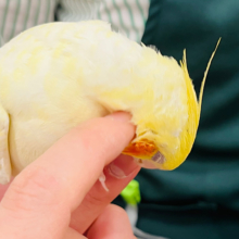 よーく見ると…？✨素敵なパールさん♬*°オカメインコ(ルチノーパール)
