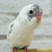 愛嬌たっぷり♡可愛インコ♡セキセイインコ(ハルクイン) ヒナ