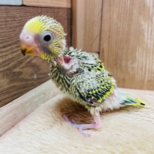 がぉーー🦖全力ダッシュで元気いっぱいなミニかいじゅ〜⭐️セキセイインコのオパーリン‼️