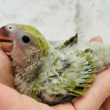柔らか落ち着き和な空気🍵🍡コザクラインコ(シナモン) ヒナ