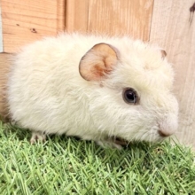 まっしろで甘え上手でキュートな子🥰テディモルモットのホワイト系❣️