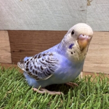 最新画像あります✨ブルーの羽がおしゃれポイント⭐️セキセイインコのオパーリン‼️