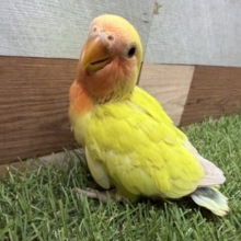 最新画像あります✨これから派手派手になるんだぞ‼️ワタワタちゃんなコザクラインコ（ゴールデンチェリー🍒）