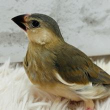 【最新画像更新🪄】にぎやかっ(´ω｀*)　ずーーっと、しゃべってる風～　桜文鳥～～