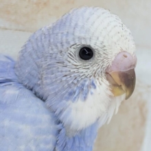 こりゃ虜ブルーだね～🫐 セキセイインコ(ブルースパングル)