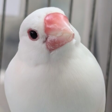 もっちりまんまる～☃️ 白文鳥(男の子)
