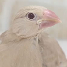 🌟最新画像🌟 神秘的な色合い～🌠 シナモン文鳥🐣