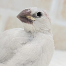 🌟最新画像🌟 ギンギラギンに～✨ シルバー文鳥🐣