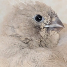 かわいいが溢れてる～🩷 キンカチョウ(フォーン)