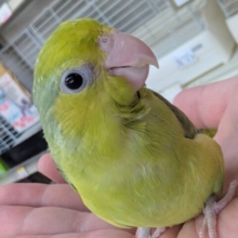 好奇心旺盛！ピカっとカラー🥝 マメルリハインコ(ノーマル)