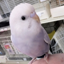 🌟最新画像🌟 惚れ惚れカラー👑 セキセイインコ(ライラック)
