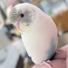 🌟最新画像🌟 カラフルパーティー🎉 セキセイインコ(4色ハルクイン)