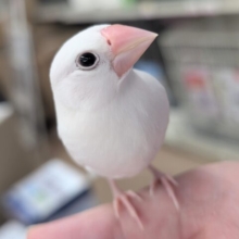 🌟ヒナエサ卒業🌟 白のかわいい子～⛄ 白文鳥🐣