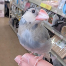 🌟イチオシ！🌟 遊ぶの大好き！手乗りさん～🌸 桜文鳥🐣