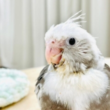 【最新画像更新🪄】ひな鳴きが止まらない☆オカメインコ（ホワイトフェイスパイド）ヒナ