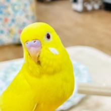 【最新画像更新🪄】透き通った赤目ちゃん𖤐´-セキセイインコ（ルチノー）ヒナ