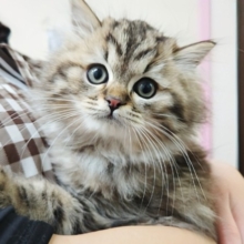 😸ねこちゃんフェス開催中！