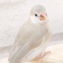 ﾚｱさん☆　ドッキドキしますねぇ～　色変わり文鳥～～～　