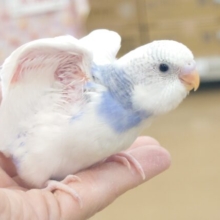 最新画像になります☆　ぱっつん☆ぱつぱつ♪ｽﾃｷ模様〜　セキセイインコ　パイド〜〜