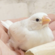 最新画像になります☆　お宝もの、見っけた♫　白文鳥〜〜