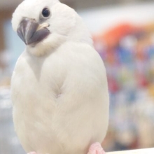 ちゃーーっ！チャッ☆　む、ム、、無。。　シルバー文鳥〜〜