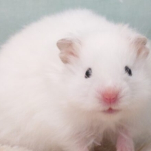 目印は～2個の黒い点とぉ～ぴんくの点が1個☆ﾁｮﾛっとーーぴんくラインが1本♪　ロングカラーハムスター～～