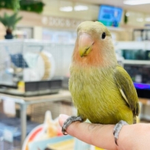 【最新画像更新🪄カゴデビューしました☆】濃い抹茶🍵コザクラインコ（オリーブ）ヒナ