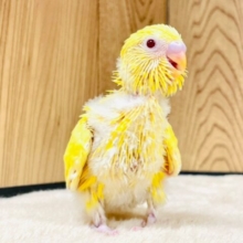 表情豊かな黄色い鳥さん🐣セキセイインコ（ルチノー）ヒナ