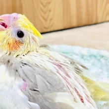 淡いカラーに魅力がいっぱい♡♡オカメインコ（シナモンパイド）ヒナ