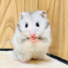 あざとい系男子🐹長毛ハムスター（男の子）