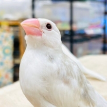 【最新画像更新🪄1人エサになりました☆】これから真っ白になるの❤︎白文鳥　ヒナ