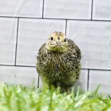 まん丸ボディが愛らしい・・・　ウズラ